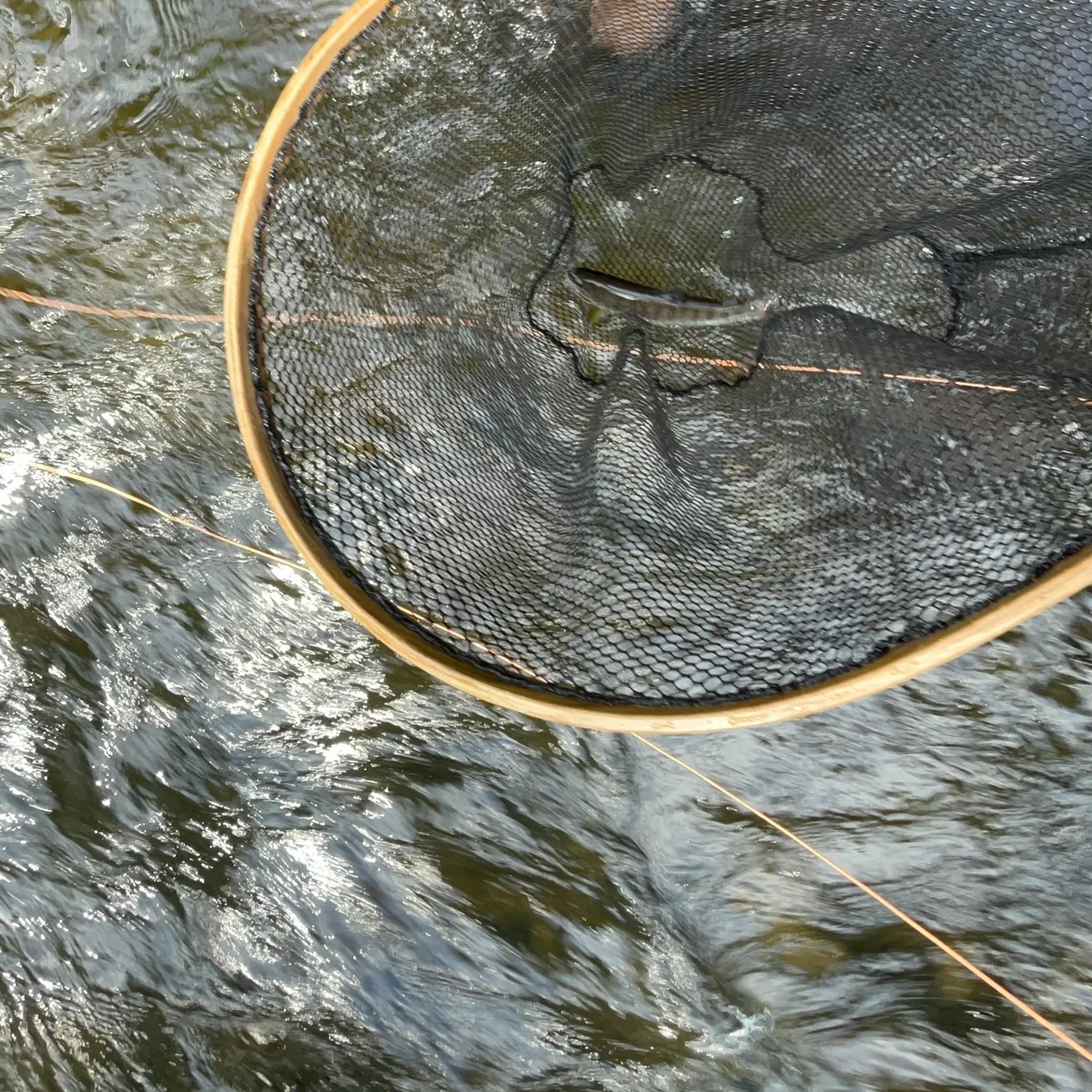The most recent Cherry salmon catches on Fishbrain