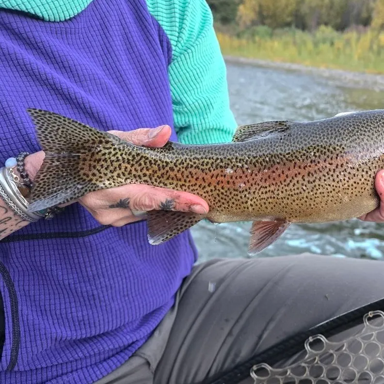 The most recent Cutbow catches on Fishbrain
