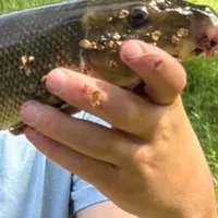 The most recent White sucker catches on Fishbrain