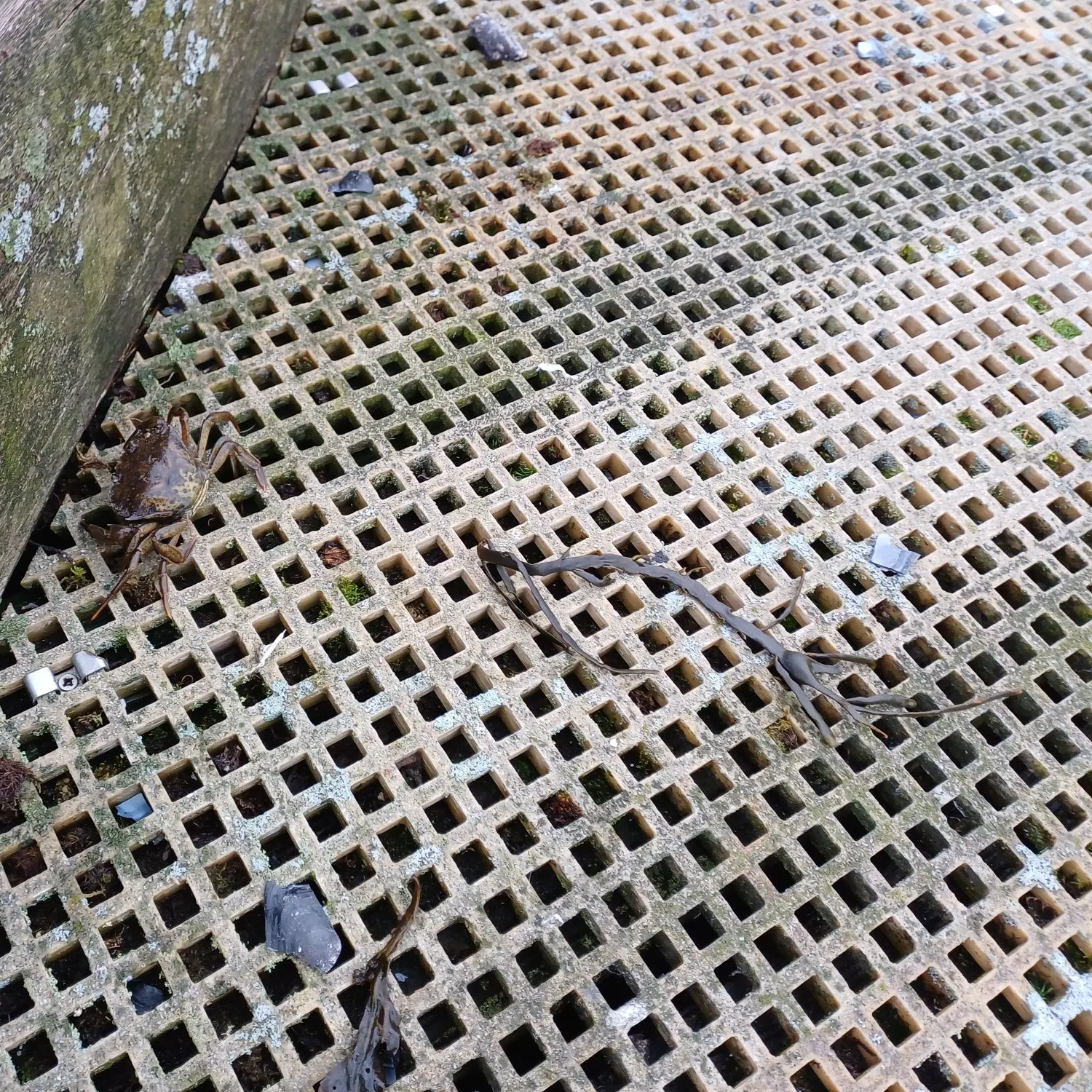 The most recent Graceful rock crab catches on Fishbrain