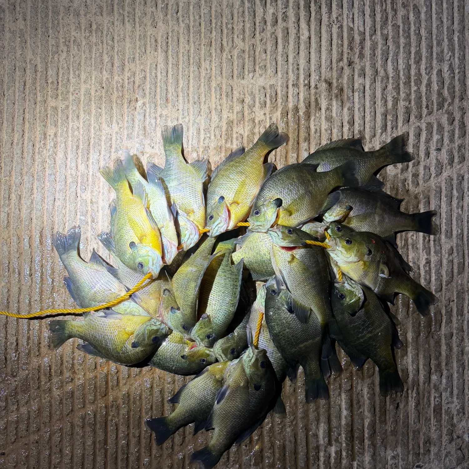 recently logged catches