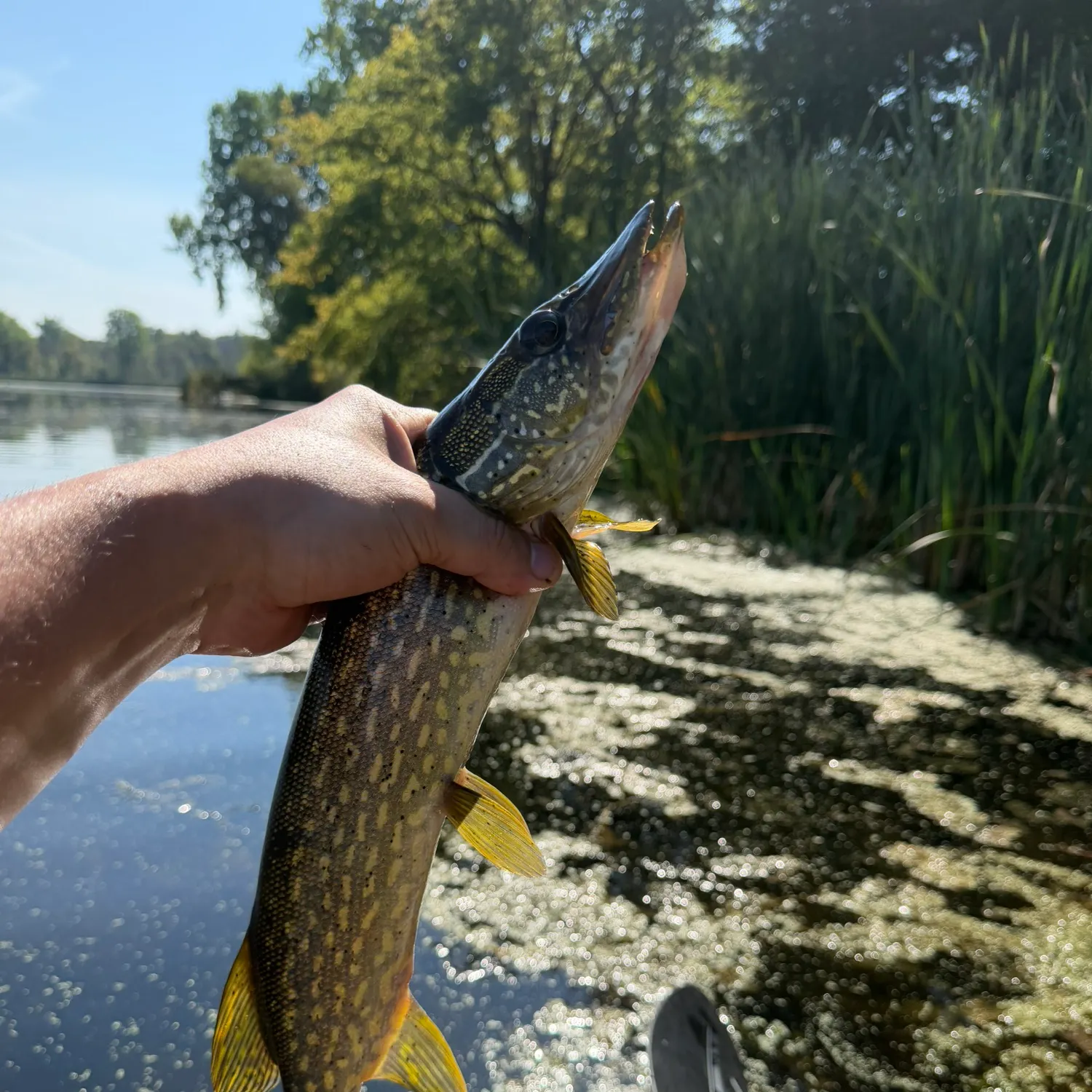 catch