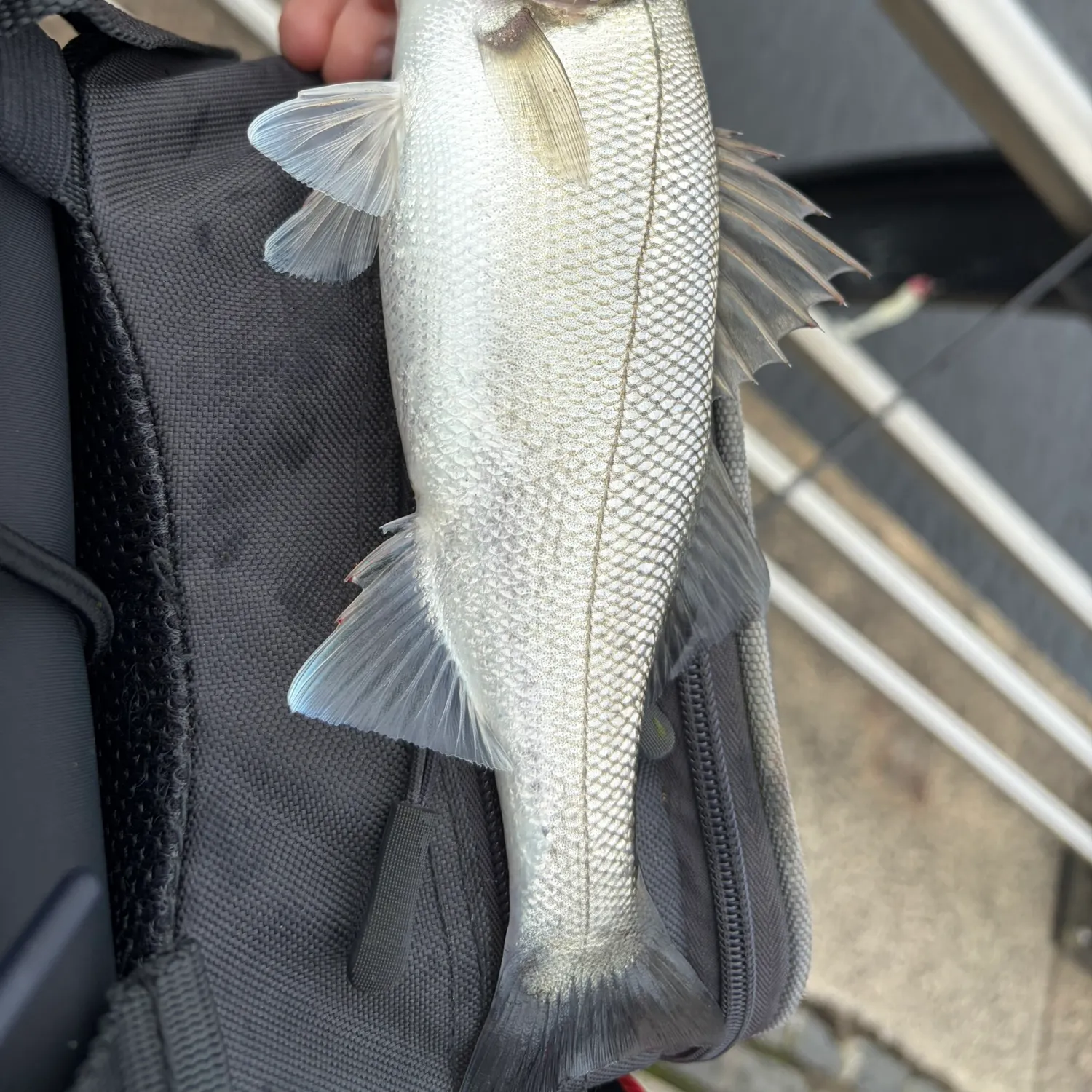 The most recent European seabass catches on Fishbrain
