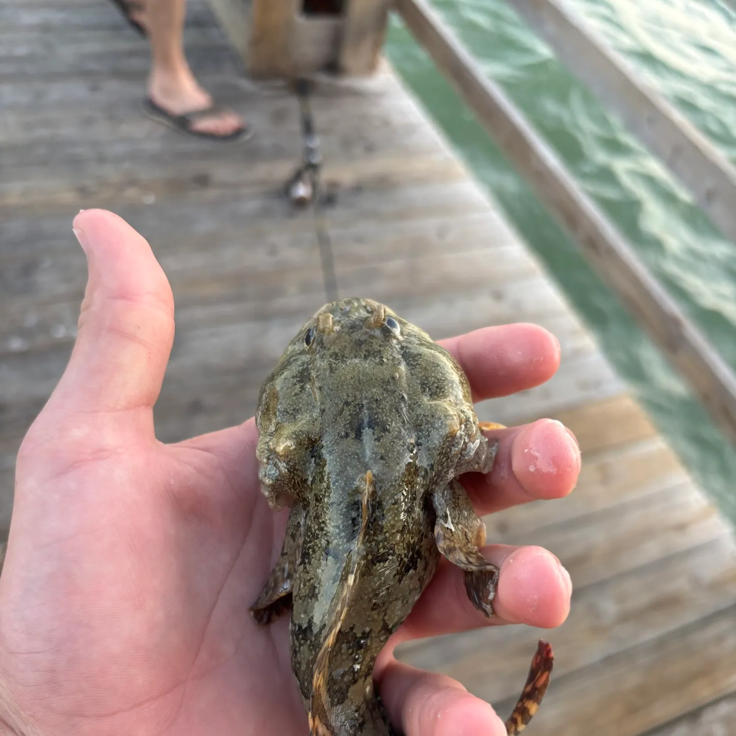 Gulf toadfish caught on Fishbrain