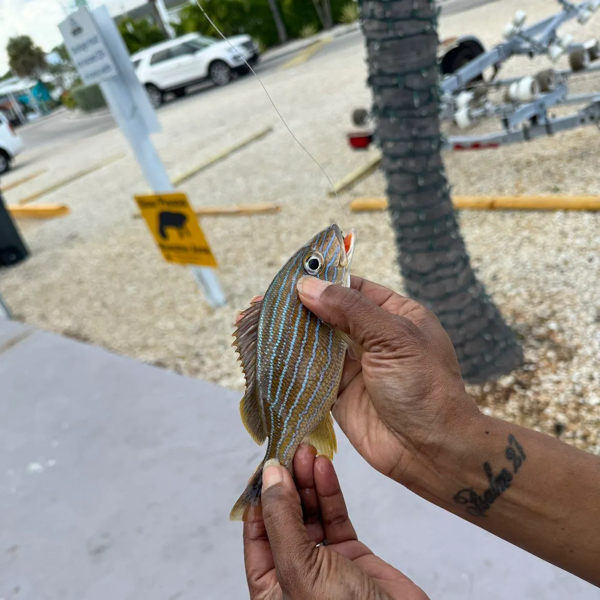 recently logged catches