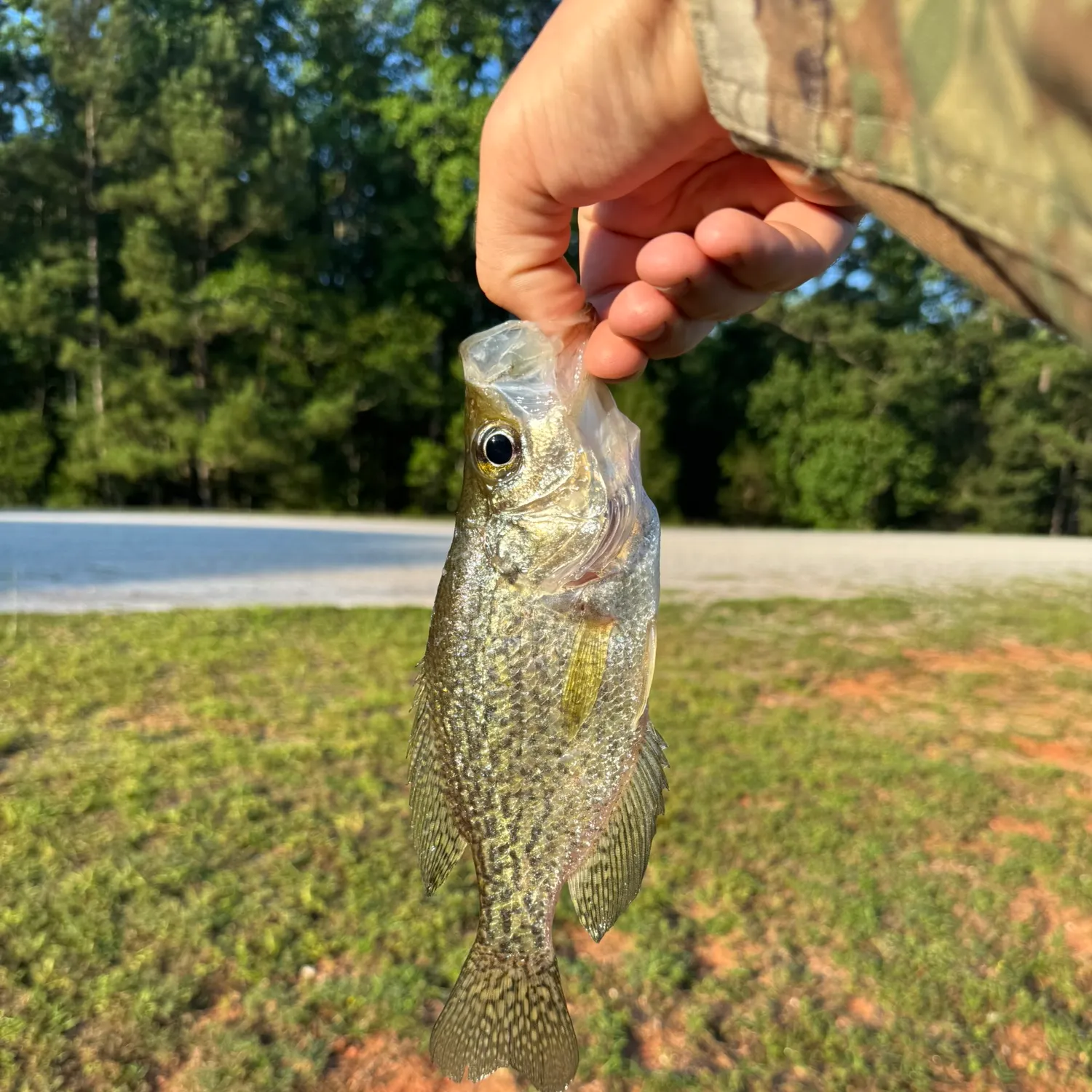 catch