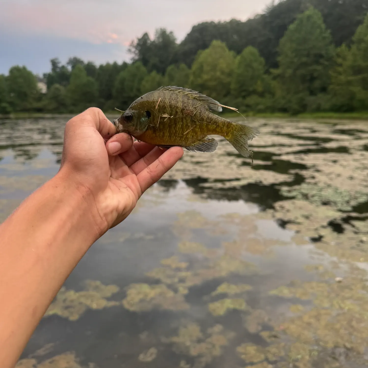 Bluegill caught on Fishbrain