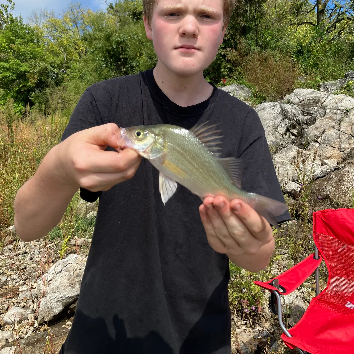 White perch caught on Fishbrain