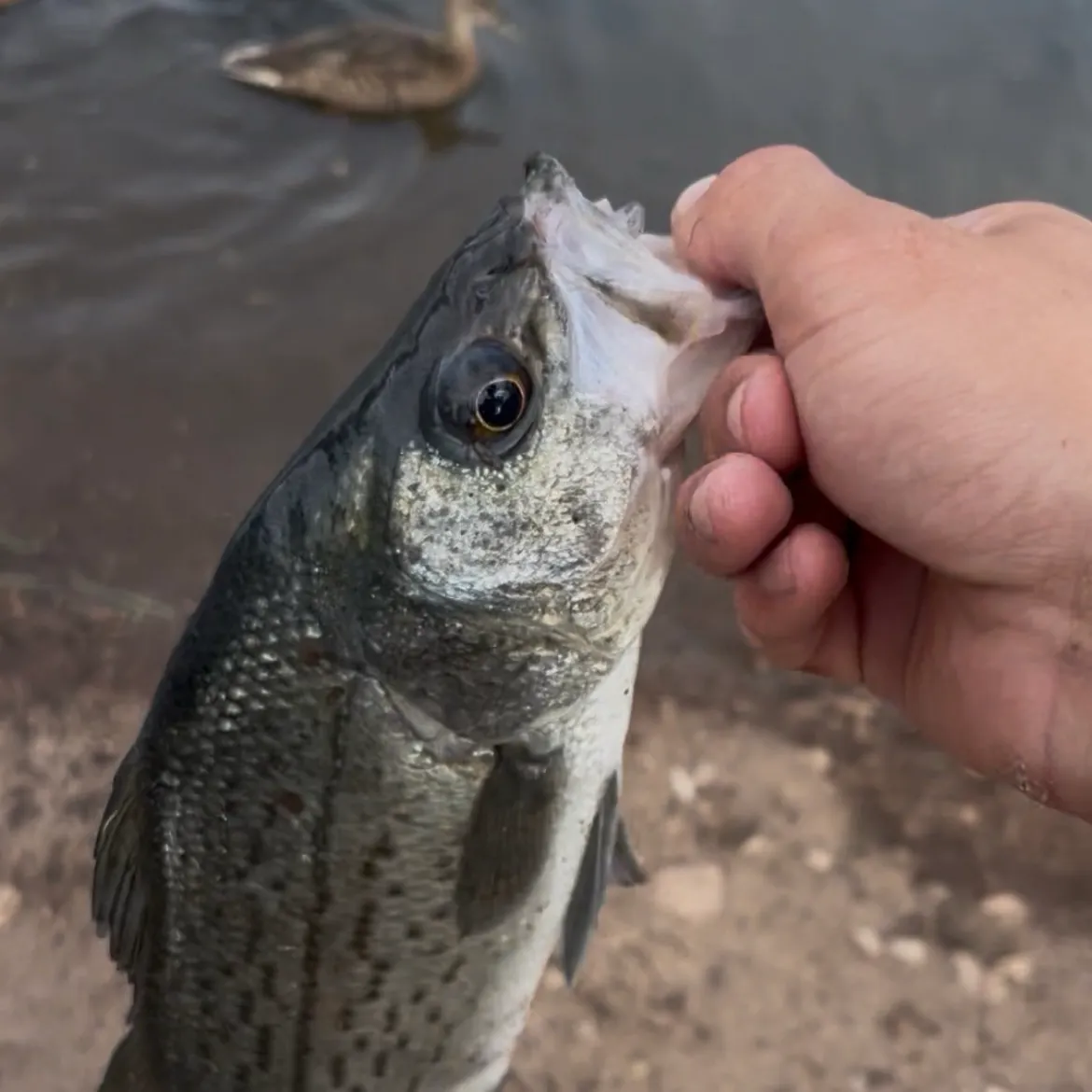 Wiper caught on Fishbrain