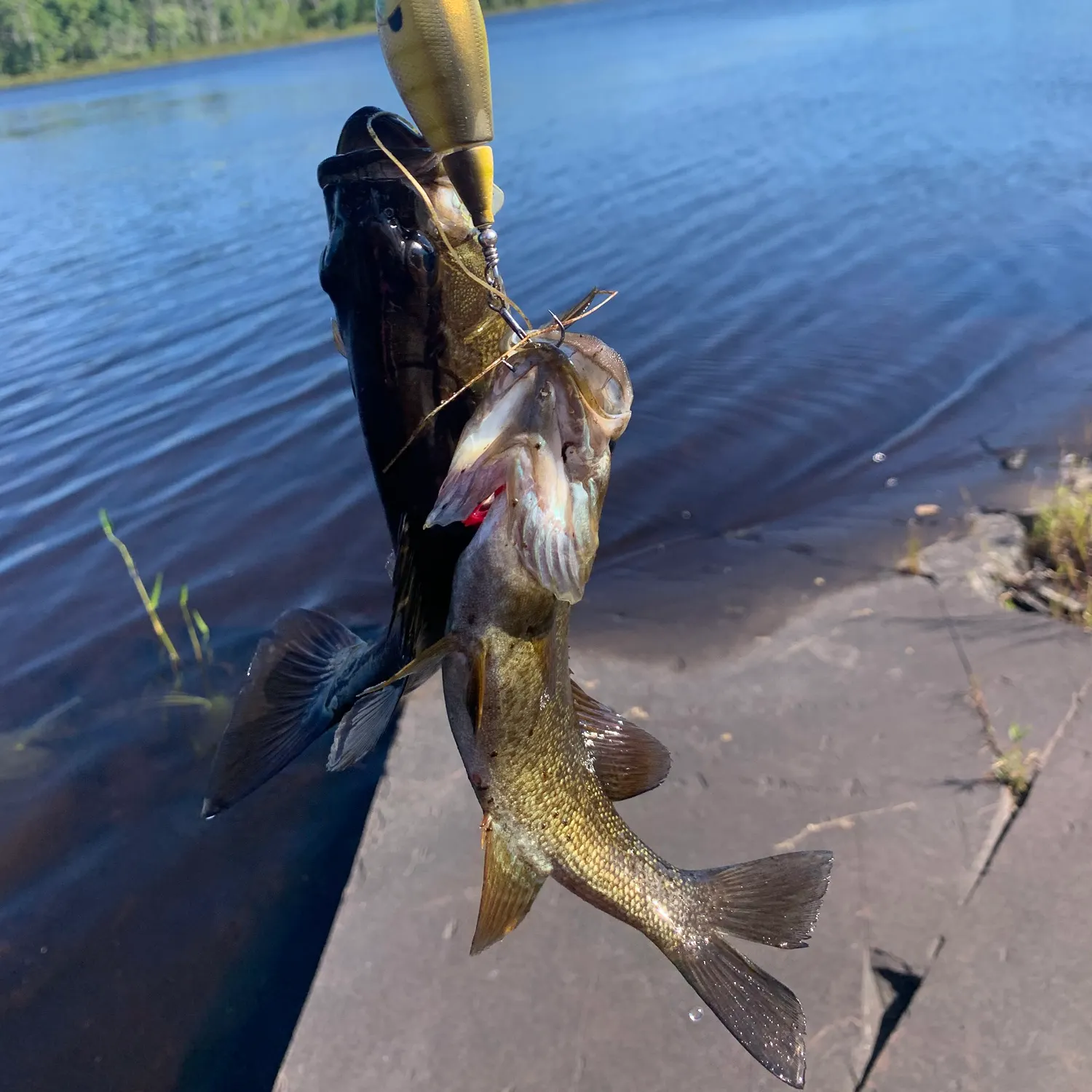 Smallmouth bass caught on Fishbrain