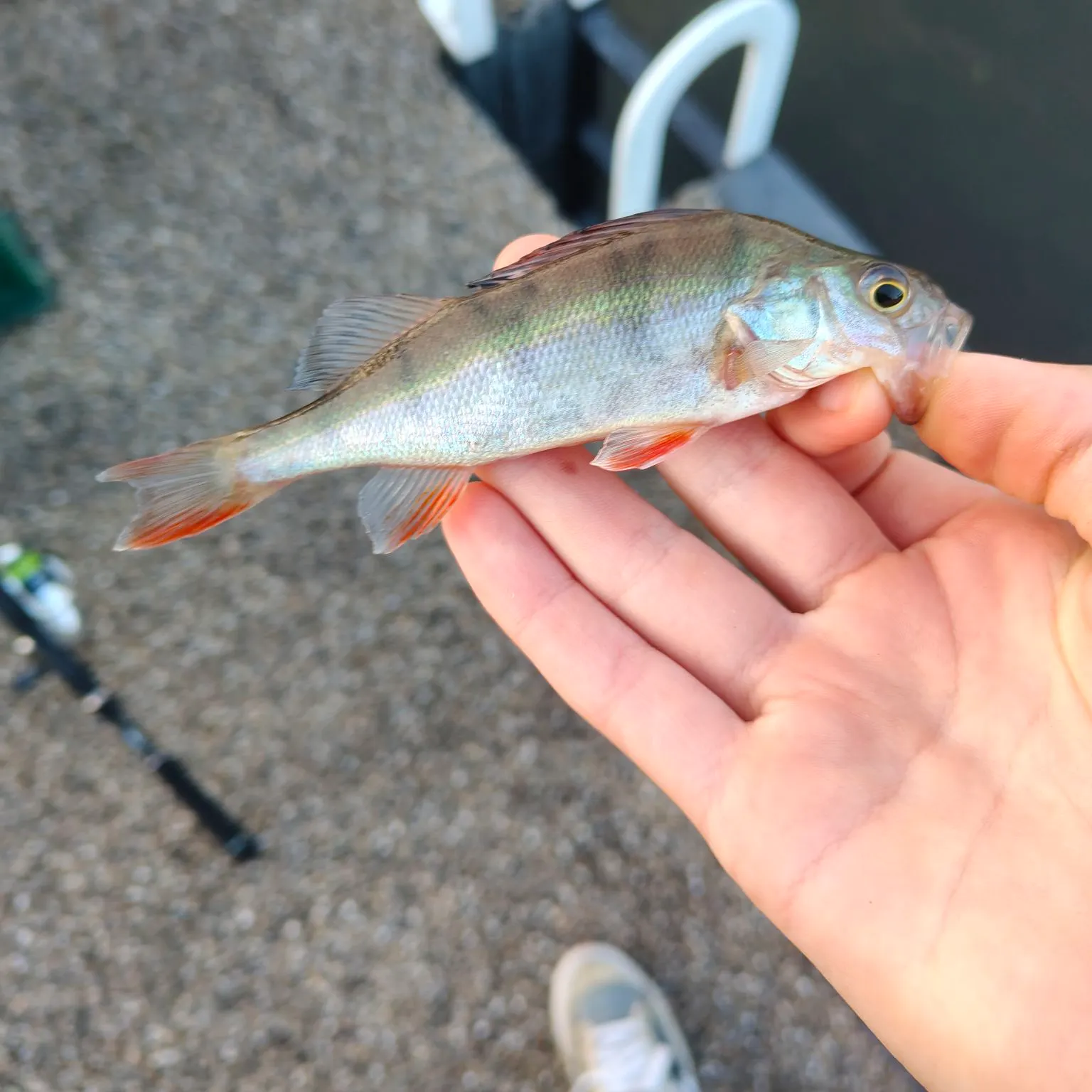 European perch caught on Fishbrain