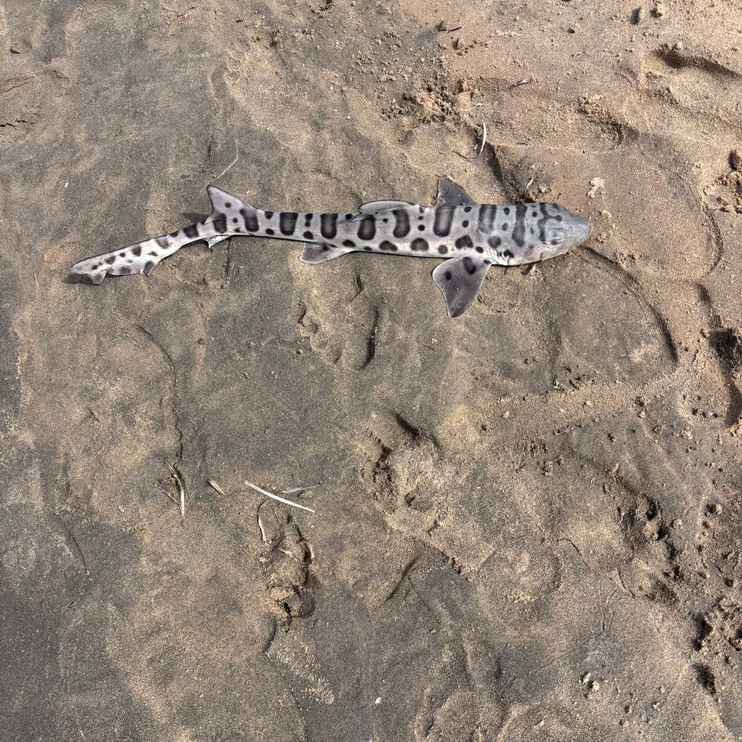 angler catch