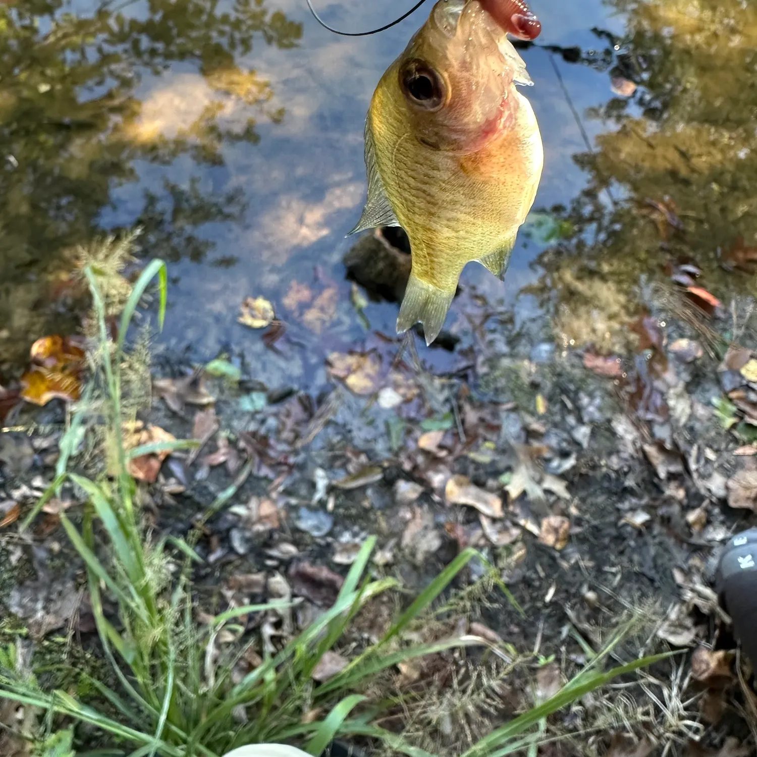 Bluegill caught on Fishbrain