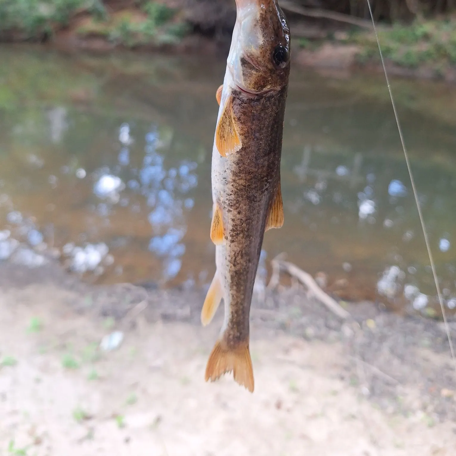 The most recent Northern hogsucker catches on Fishbrain