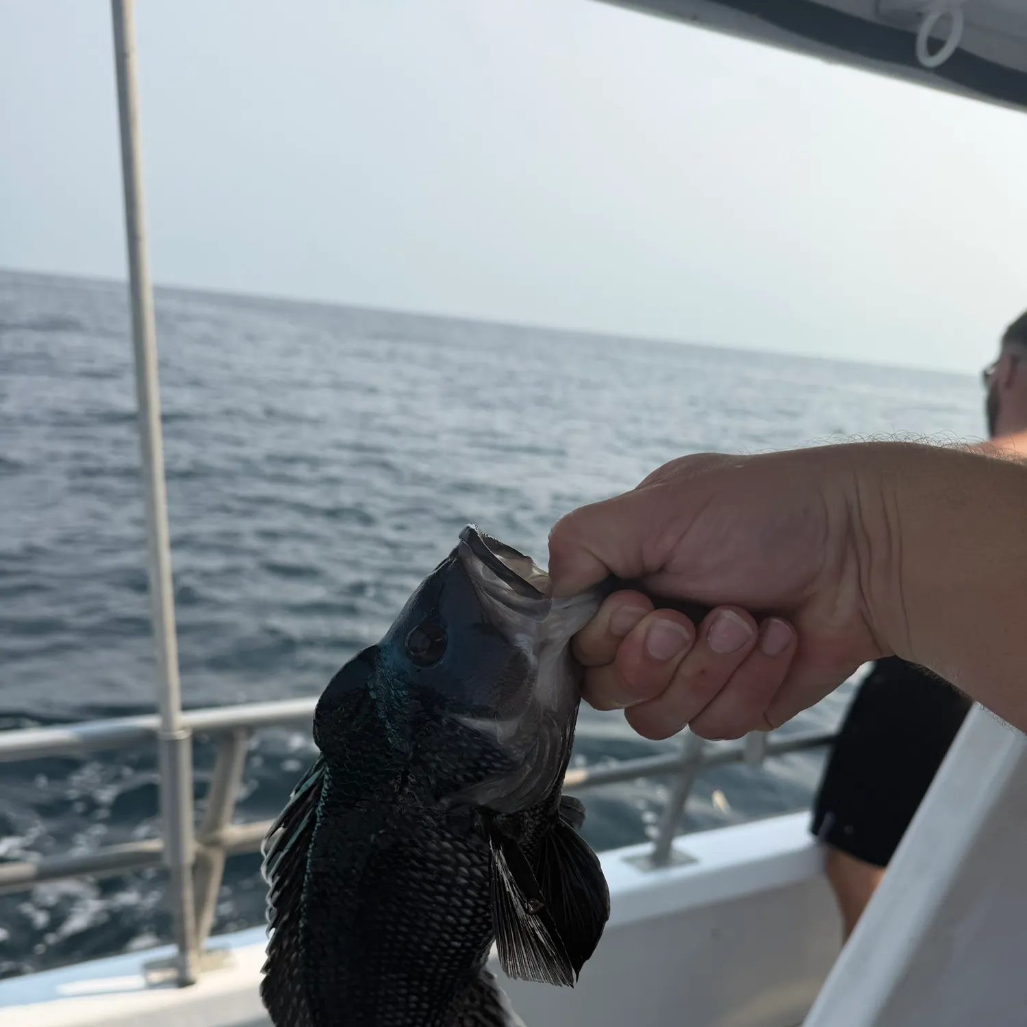 Black sea bass caught on Fishbrain