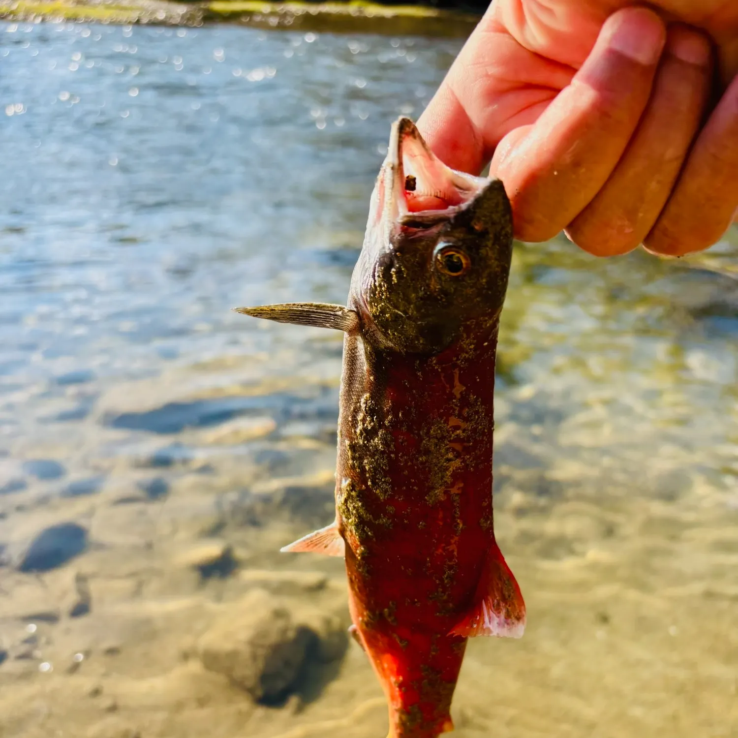 Kokanee salmon caught on Fishbrain