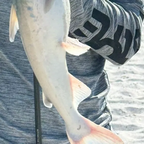 The most recent Hardhead sea catfish catches on Fishbrain
