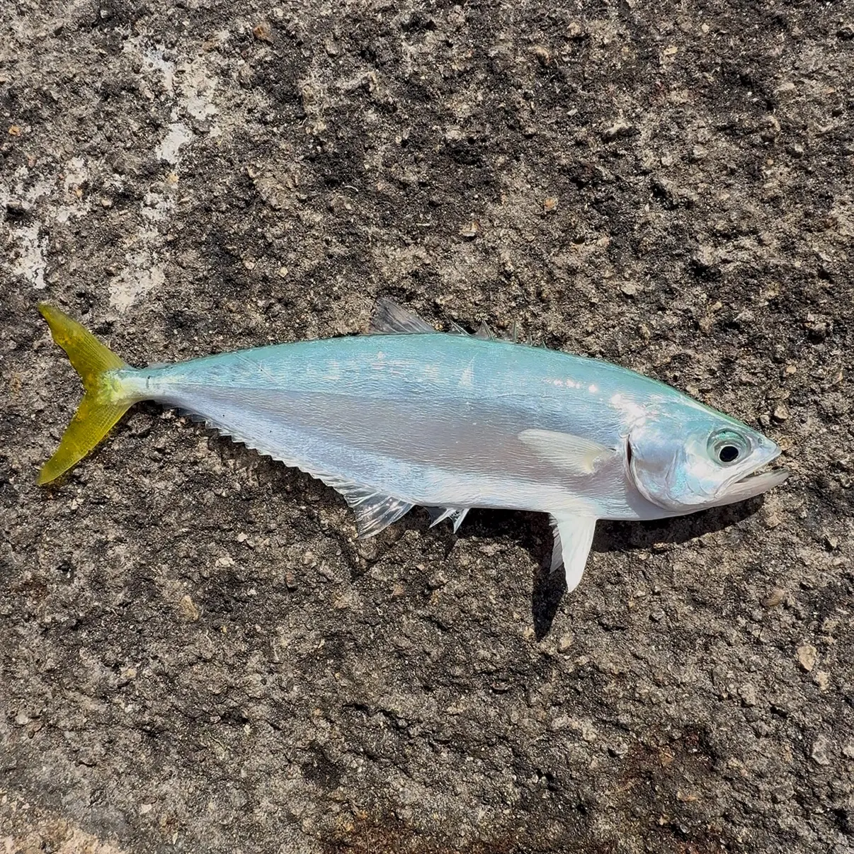 The most recent Leatherjack catches on Fishbrain