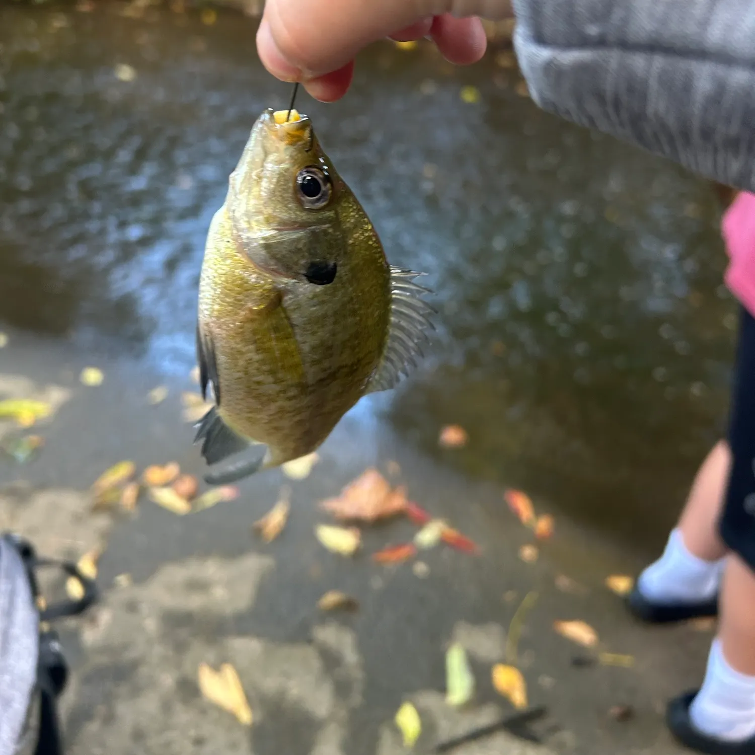 Bluegill caught on Fishbrain