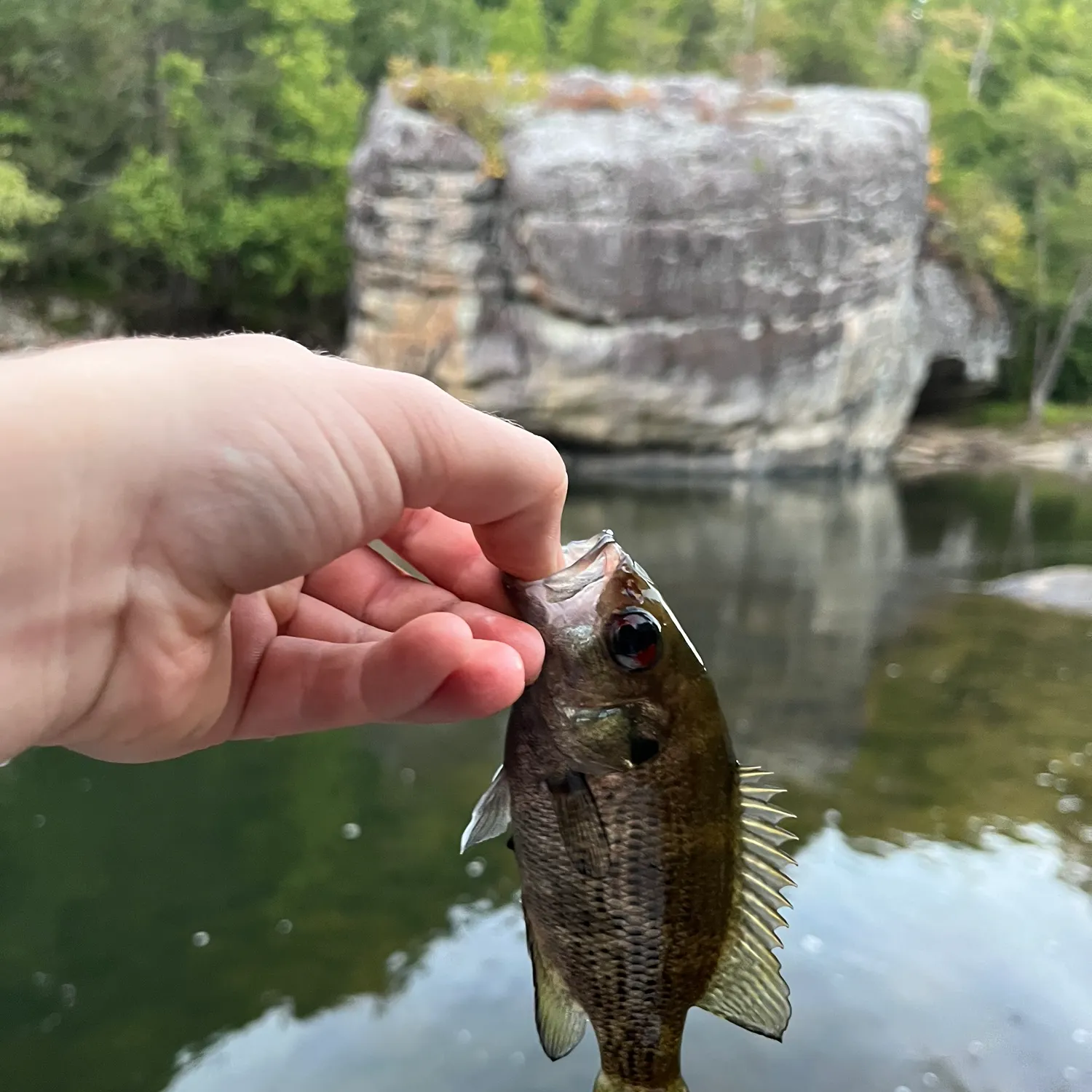 Rock bass caught on Fishbrain