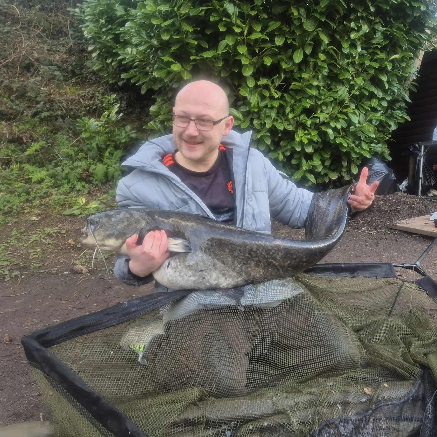 The most recent Wels catfish catches on Fishbrain