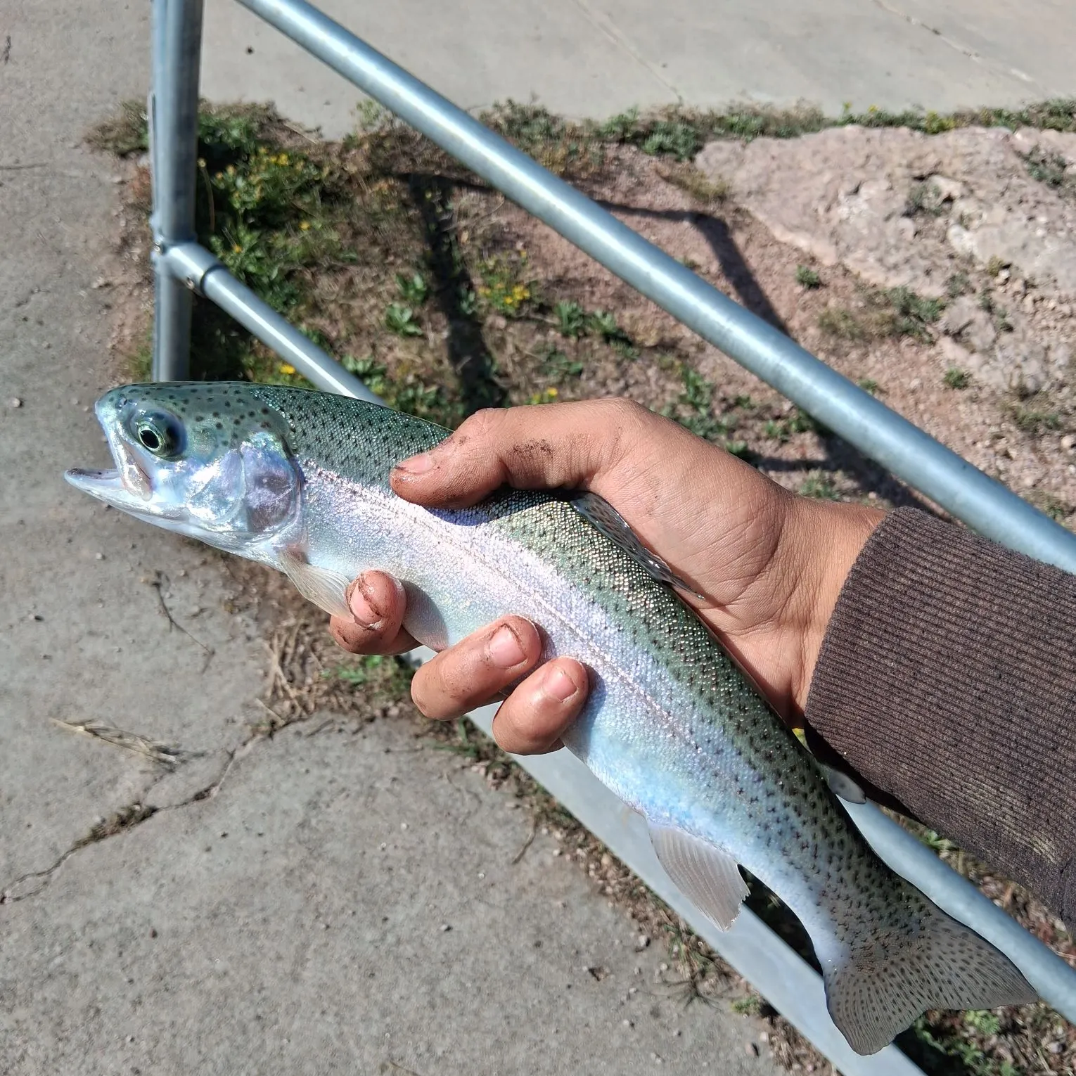 Rainbow trout caught on Fishbrain