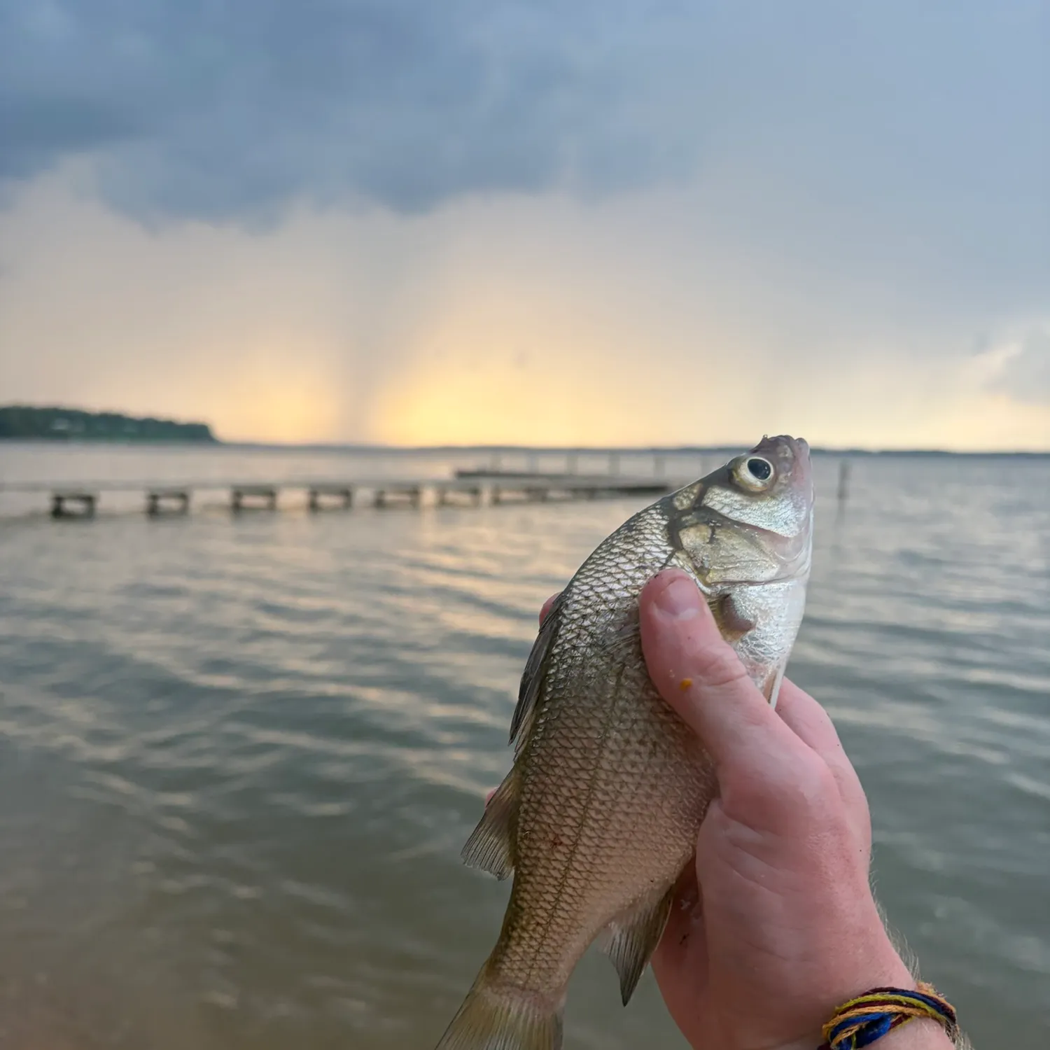 White perch caught on Fishbrain
