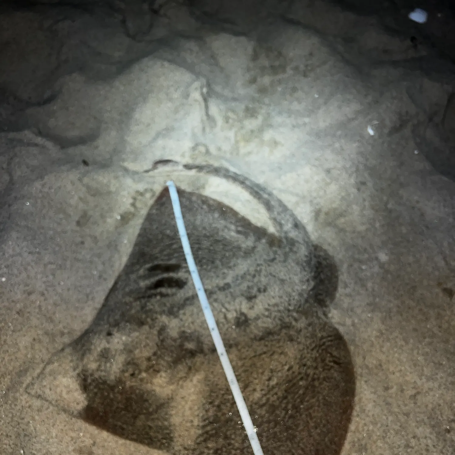 The most recent Clearnose skate catches on Fishbrain