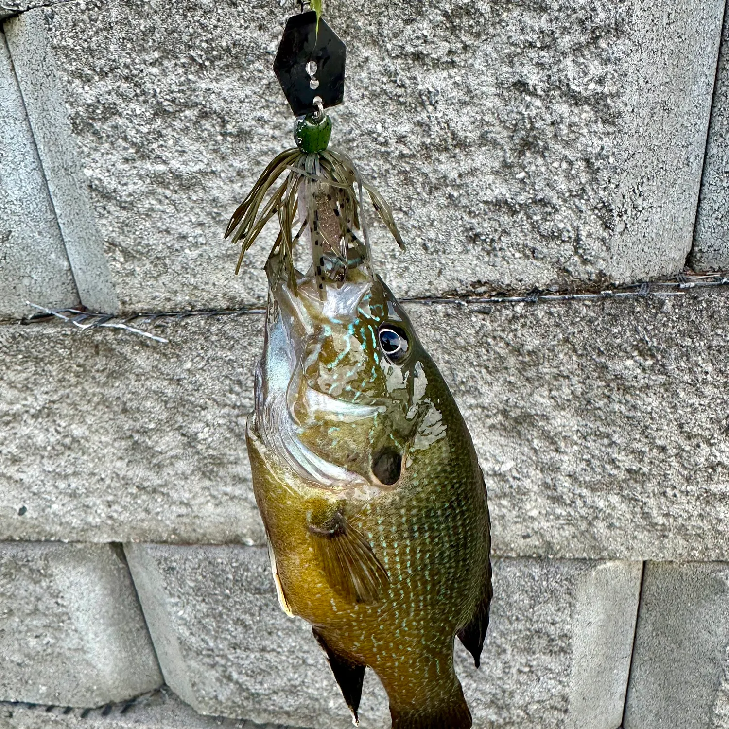 Green sunfish caught on Fishbrain