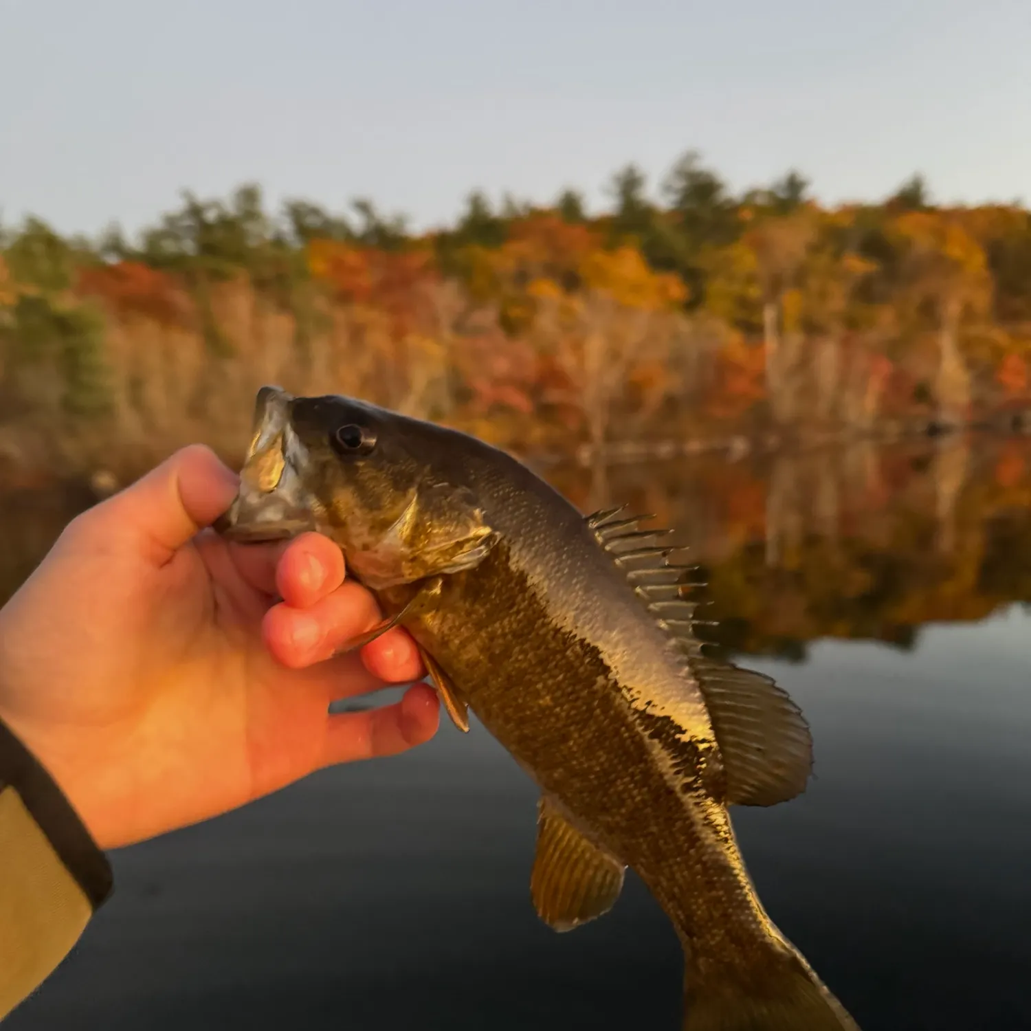 Smallmouth bass caught on Fishbrain