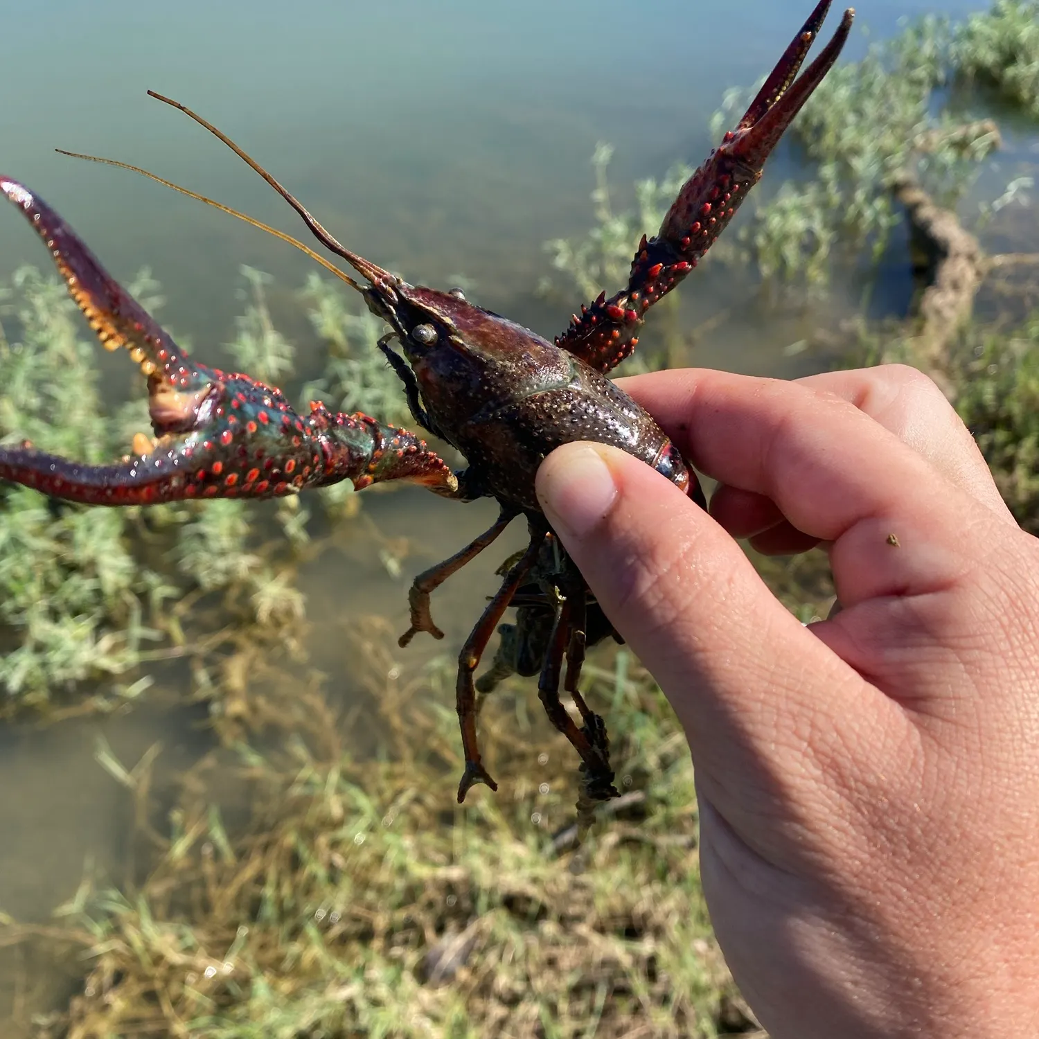 Red swamp crayfish caught on Fishbrain