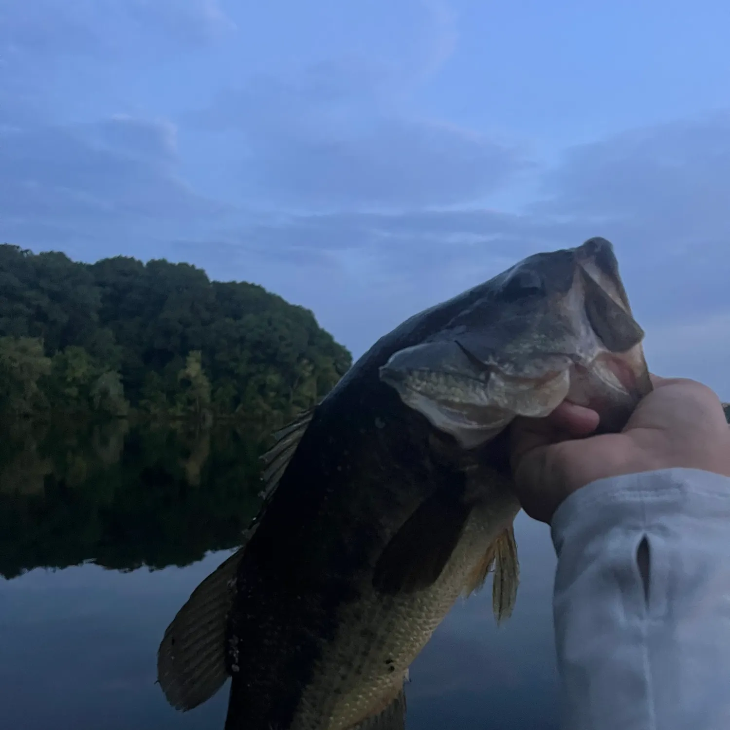 Largemouth bass caught on Fishbrain