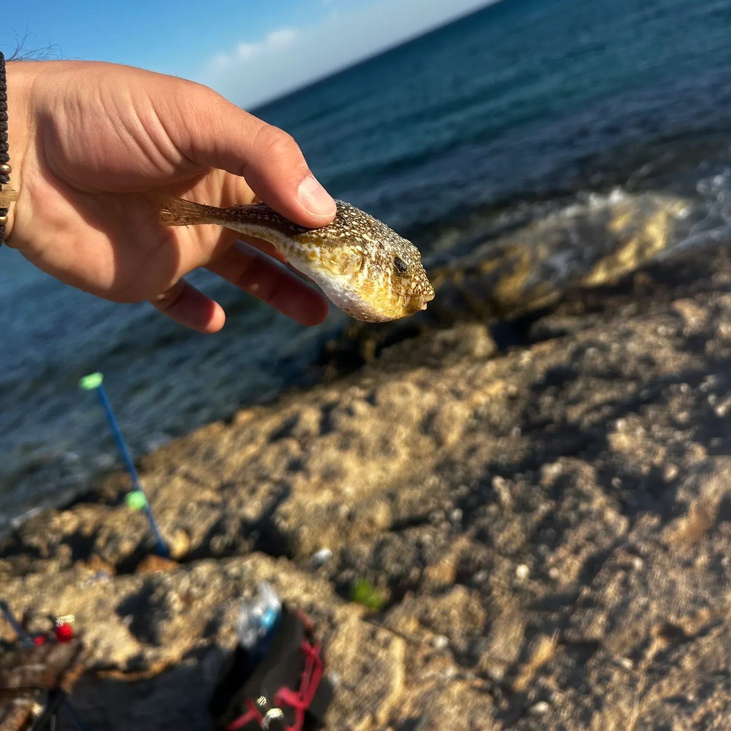 The most recent Yellowspotted puffer catches on Fishbrain