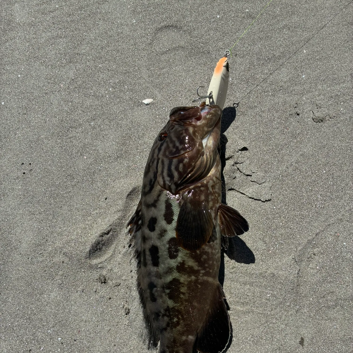 The most recent Broomtail grouper catches on Fishbrain
