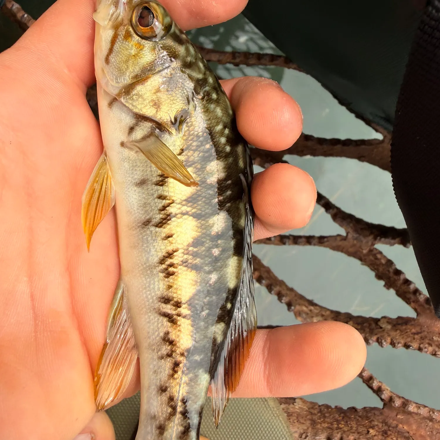 The most recent Kelp bass catches on Fishbrain