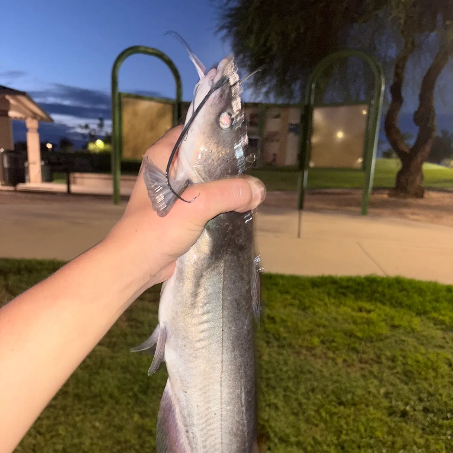 catch