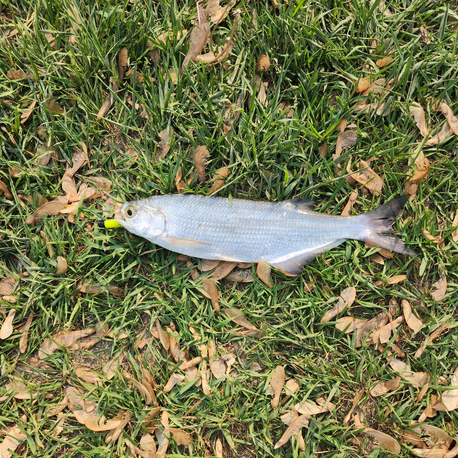 The most recent Goldeye catches on Fishbrain