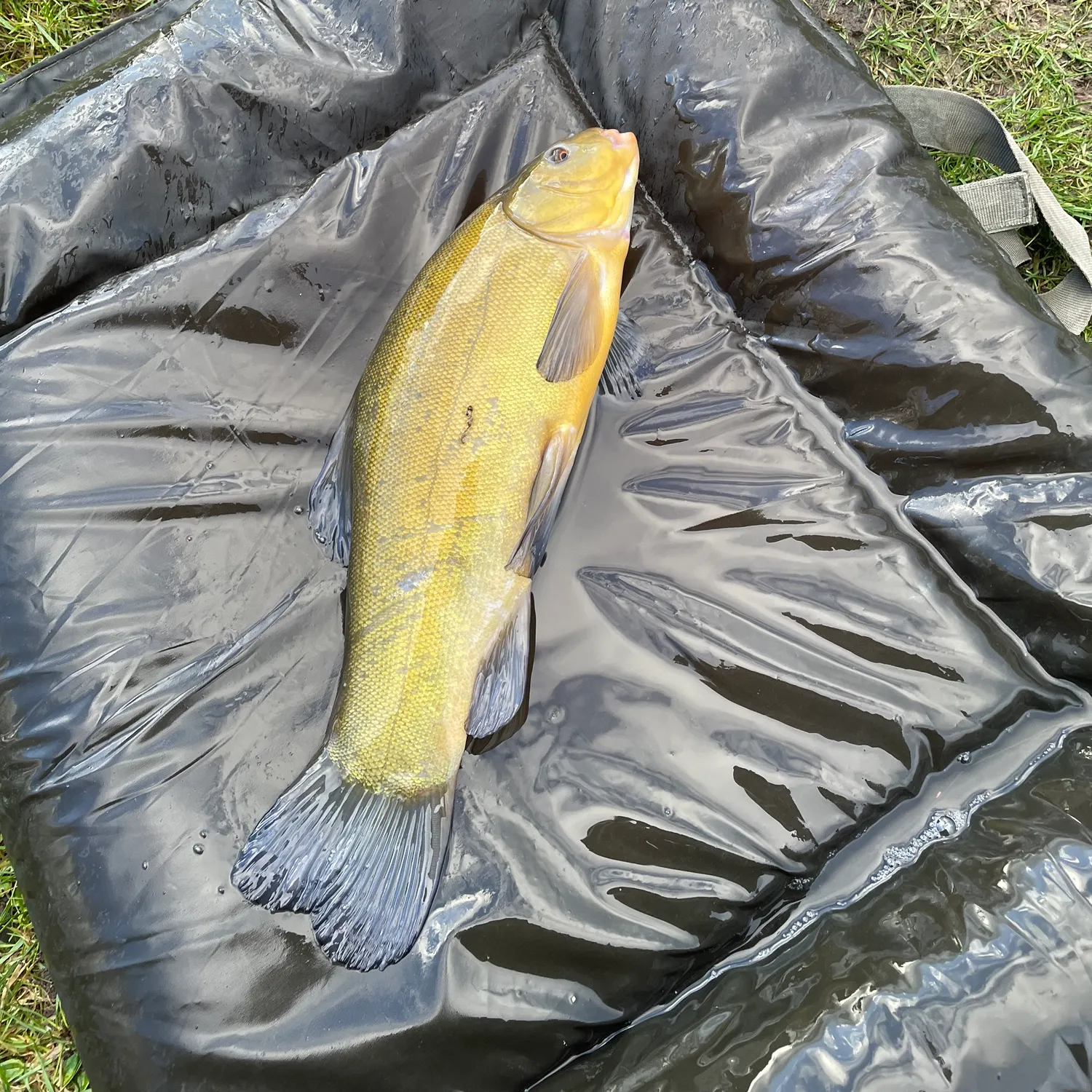 The most recent Tench catches on Fishbrain