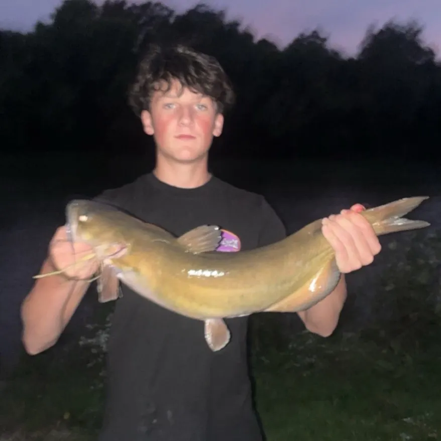 Channel catfish caught on Fishbrain