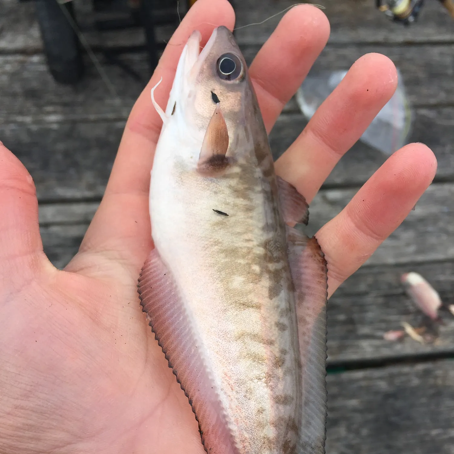 The most recent Rock cod catches on Fishbrain