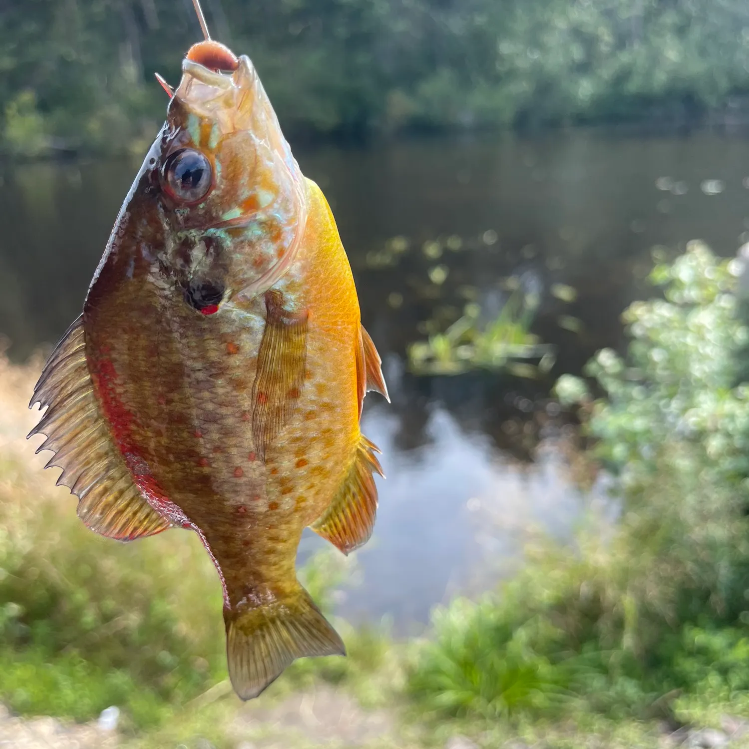 The most recent Bluegill catches on Fishbrain