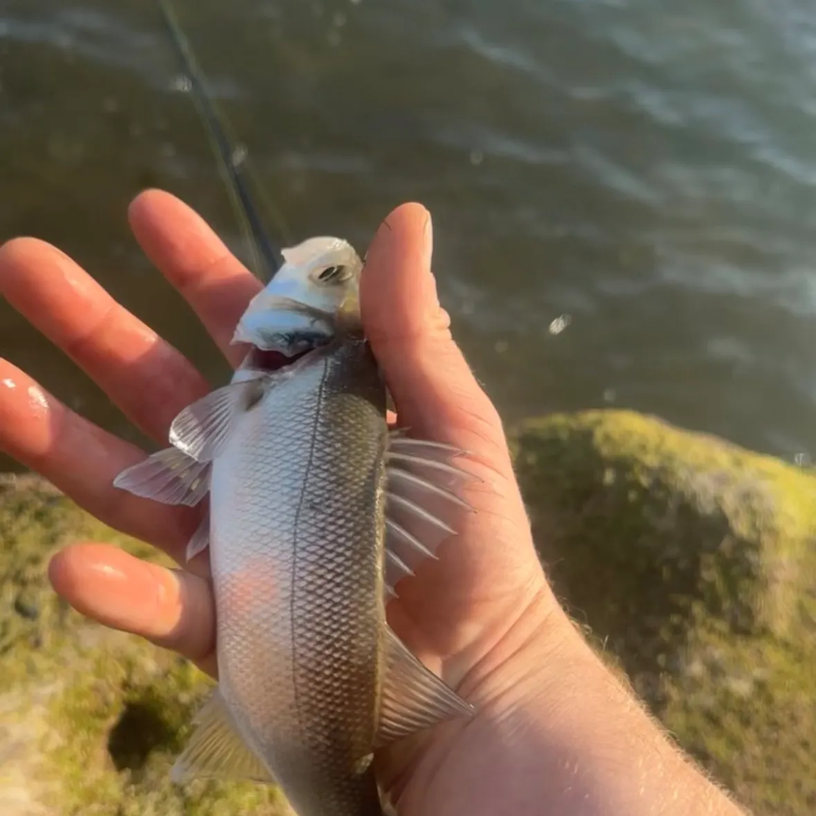 The most recent European seabass catches on Fishbrain