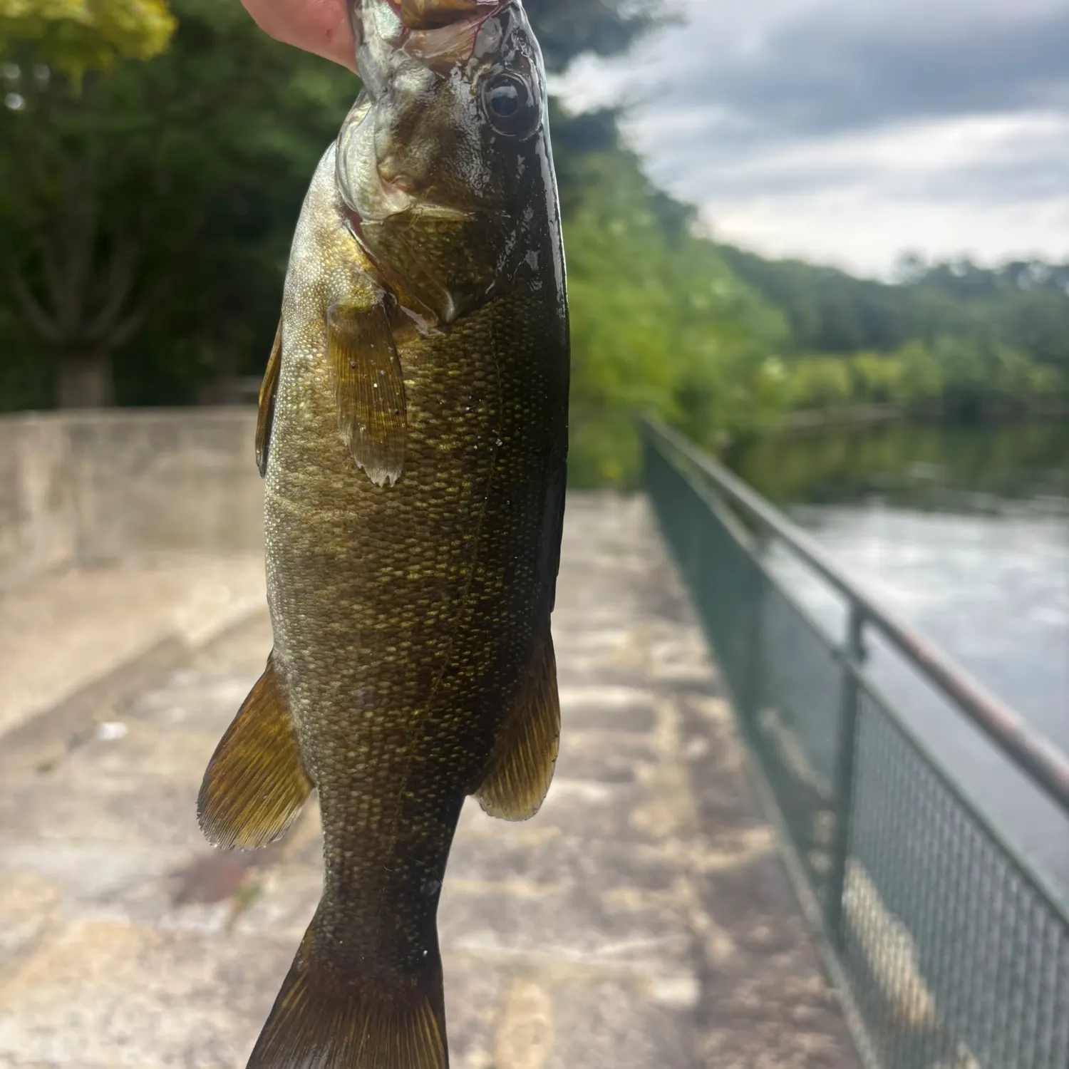 Smallmouth bass caught on Fishbrain