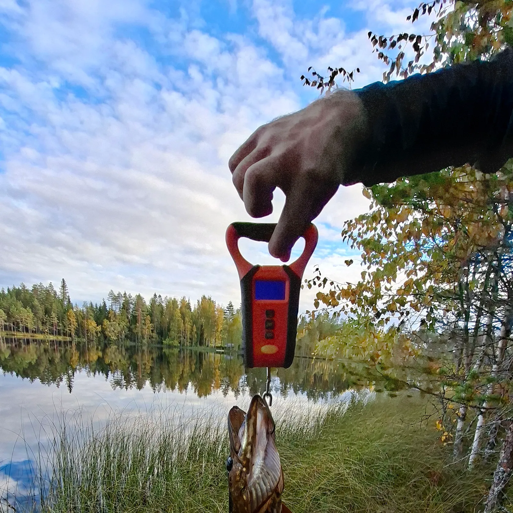 The most recent Northern pike catches on Fishbrain