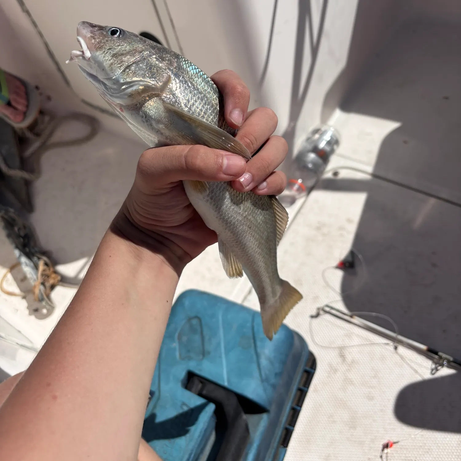 Southern kingcroaker caught on Fishbrain