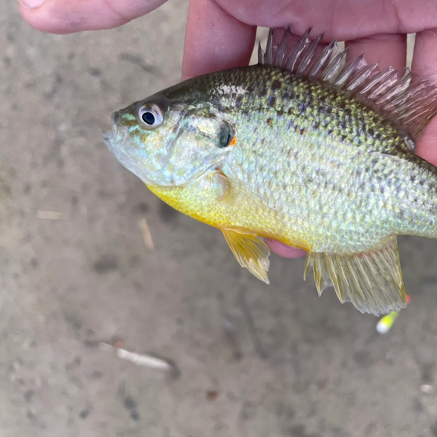 Fish caught on Fishbrain
