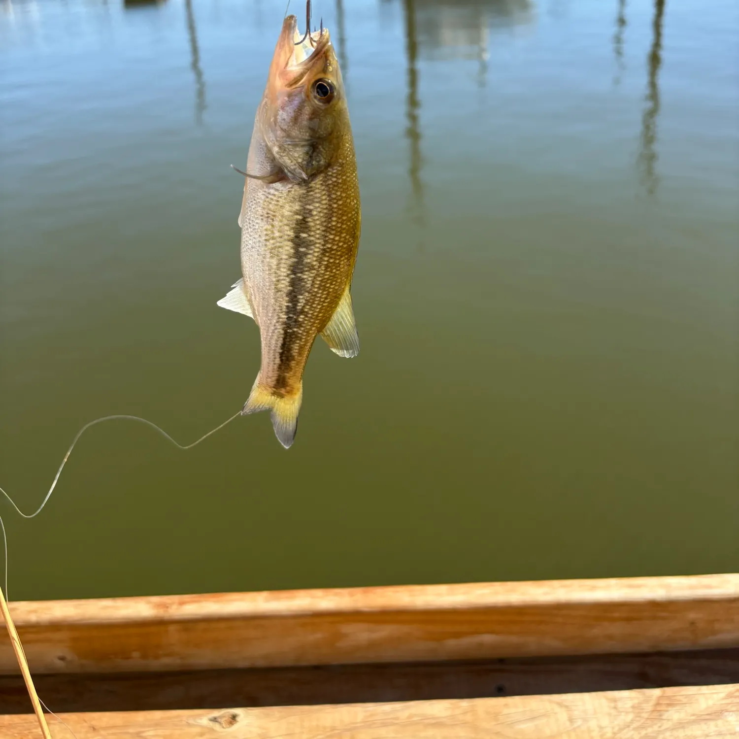 Spotted bass caught on Fishbrain