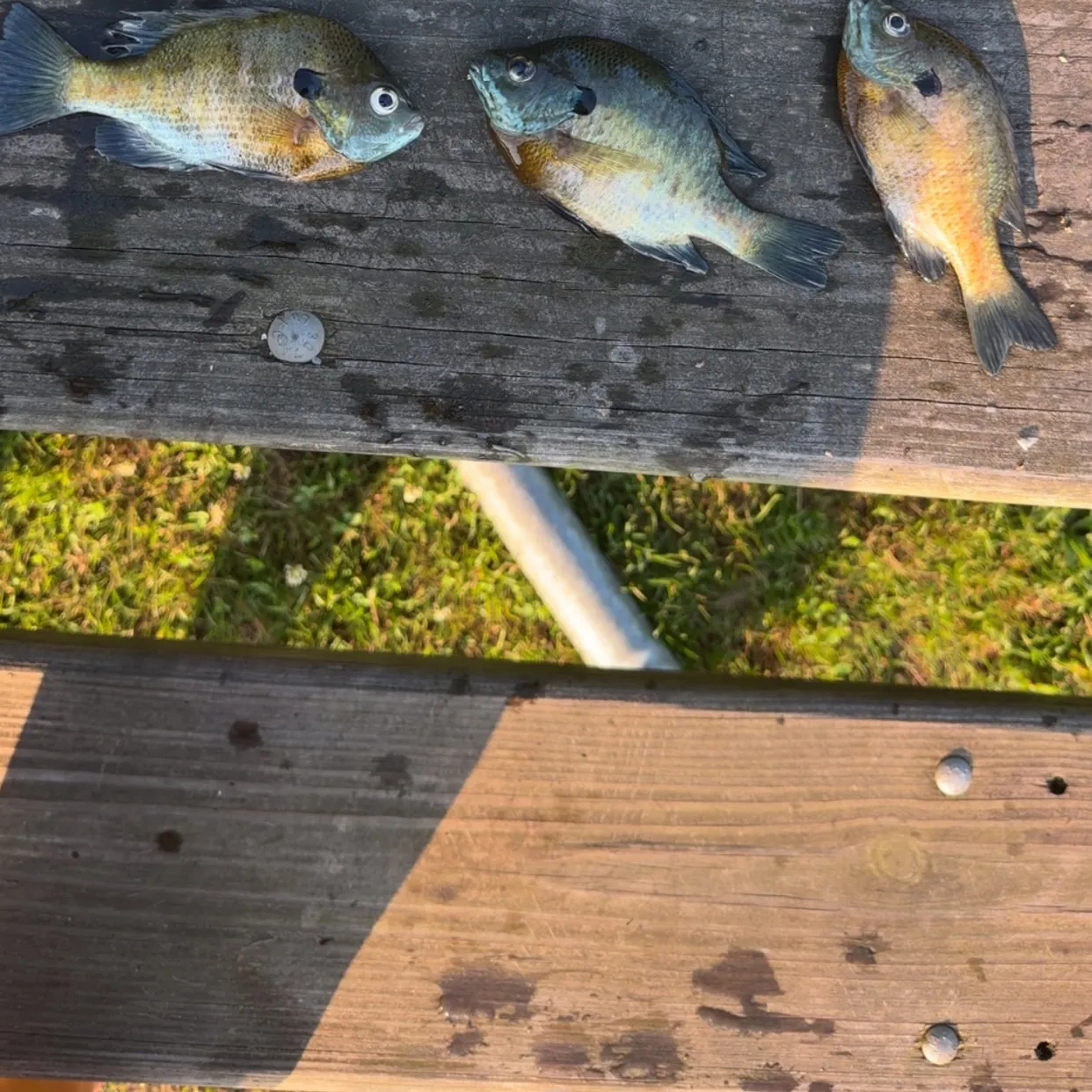 recently logged catches
