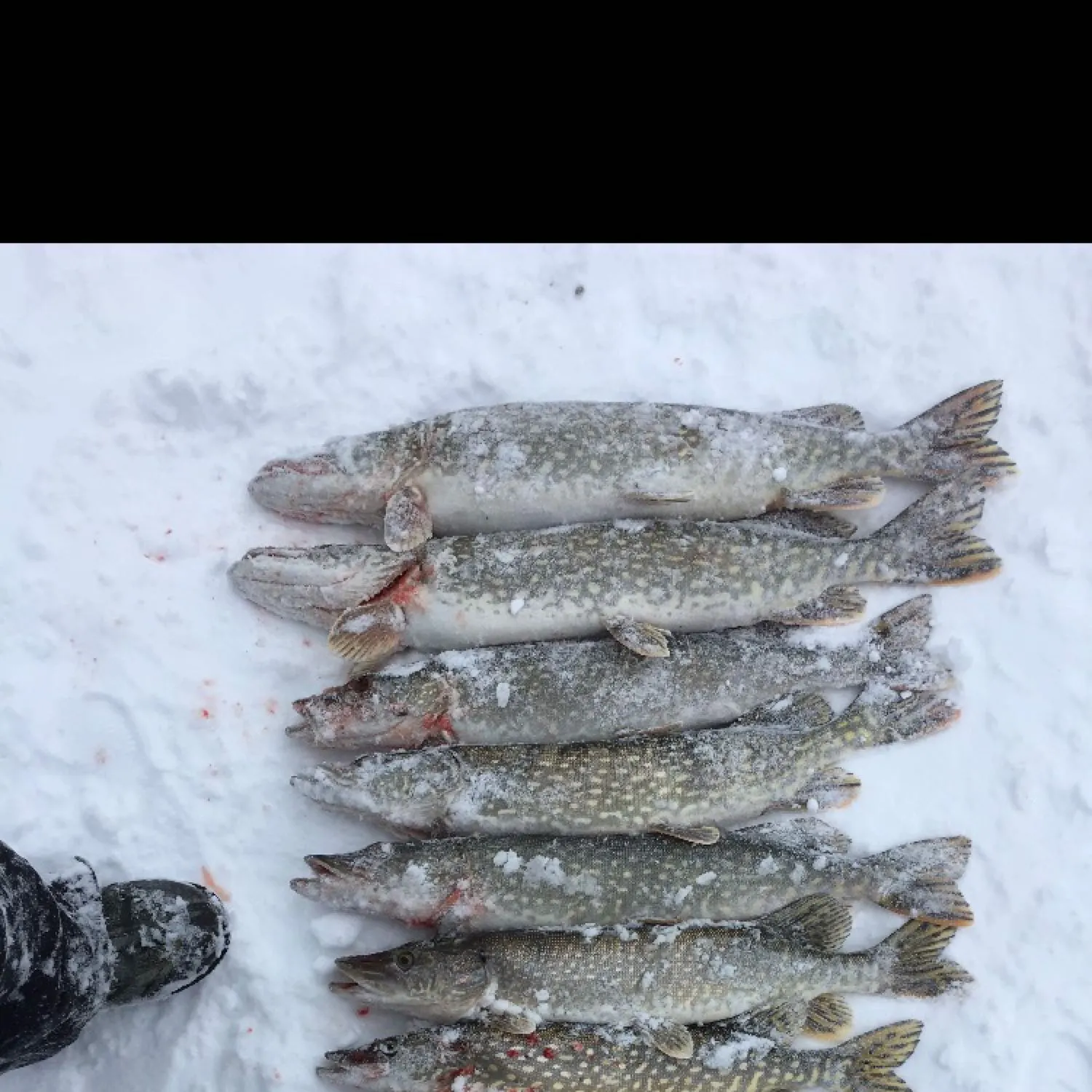 recently logged catches