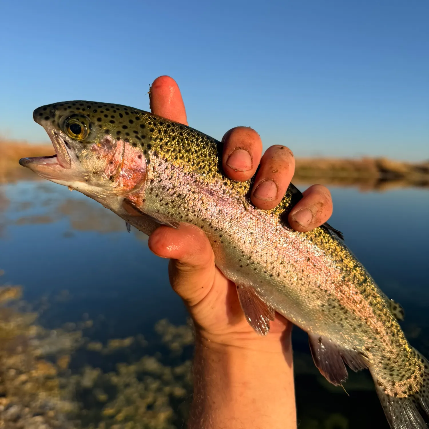 Rainbow trout caught on Fishbrain
